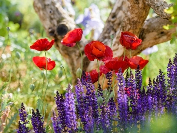 Chelsesa flower Shoe