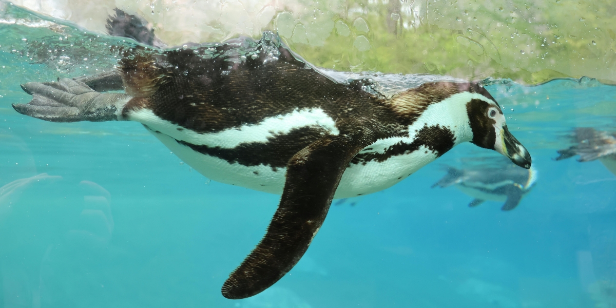 Penguins at Chester Zoo