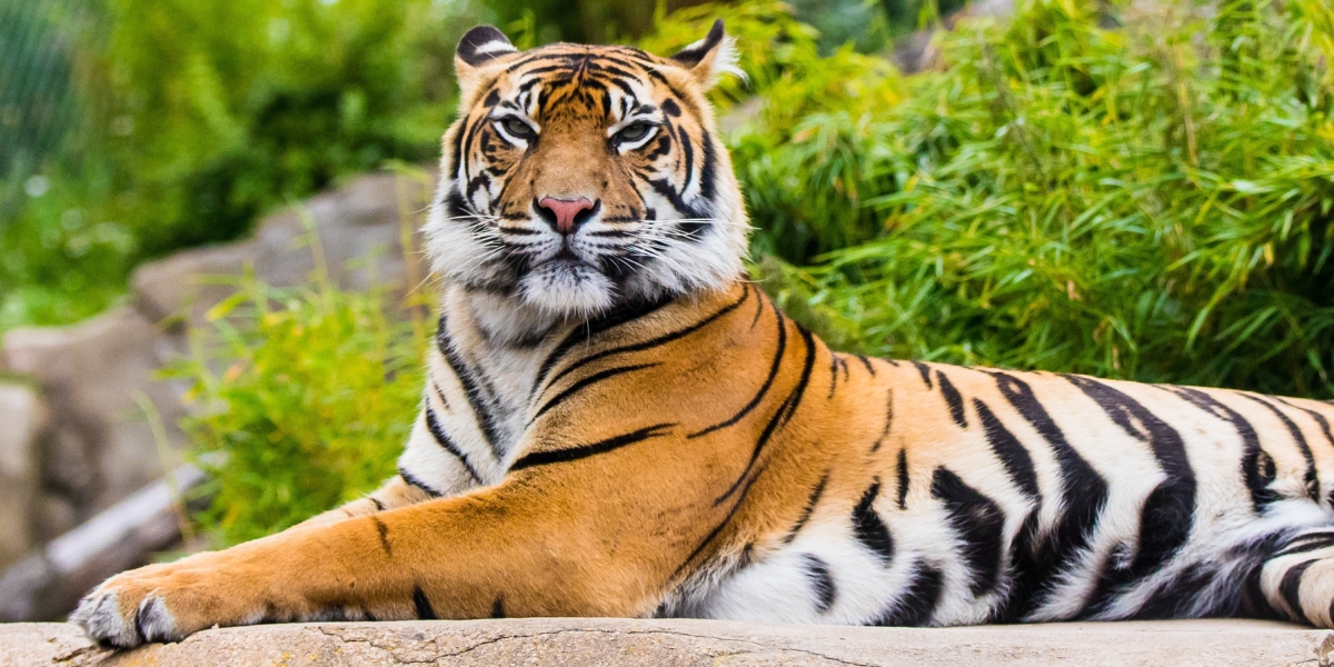Tiger at Flamingo Land Zoo